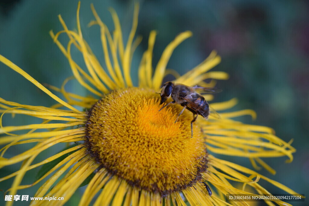 蜜蜂停留在黄色花朵上