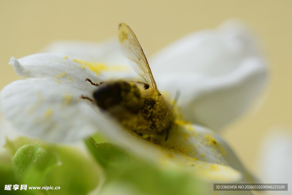 花间蜜蜂采蜜瞬间