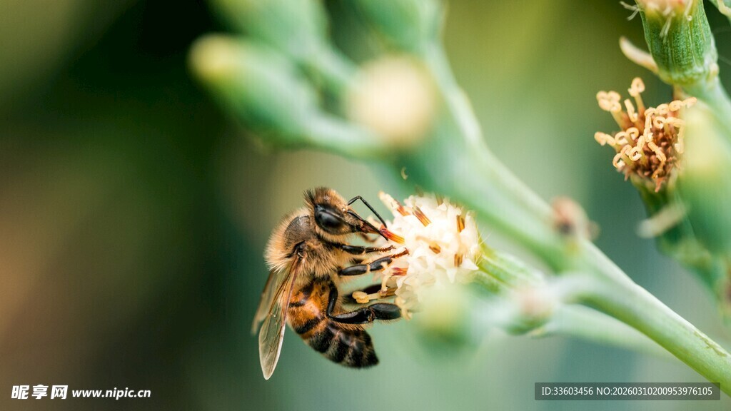 花间蜜蜂特写