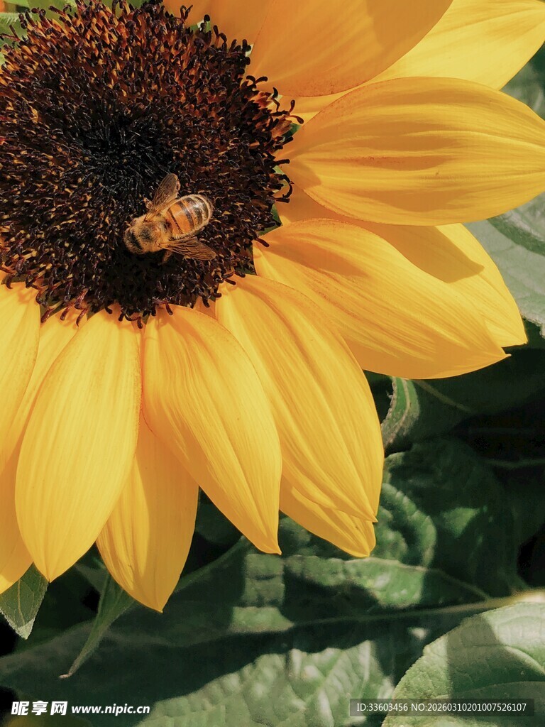 向日葵上的蜜蜂