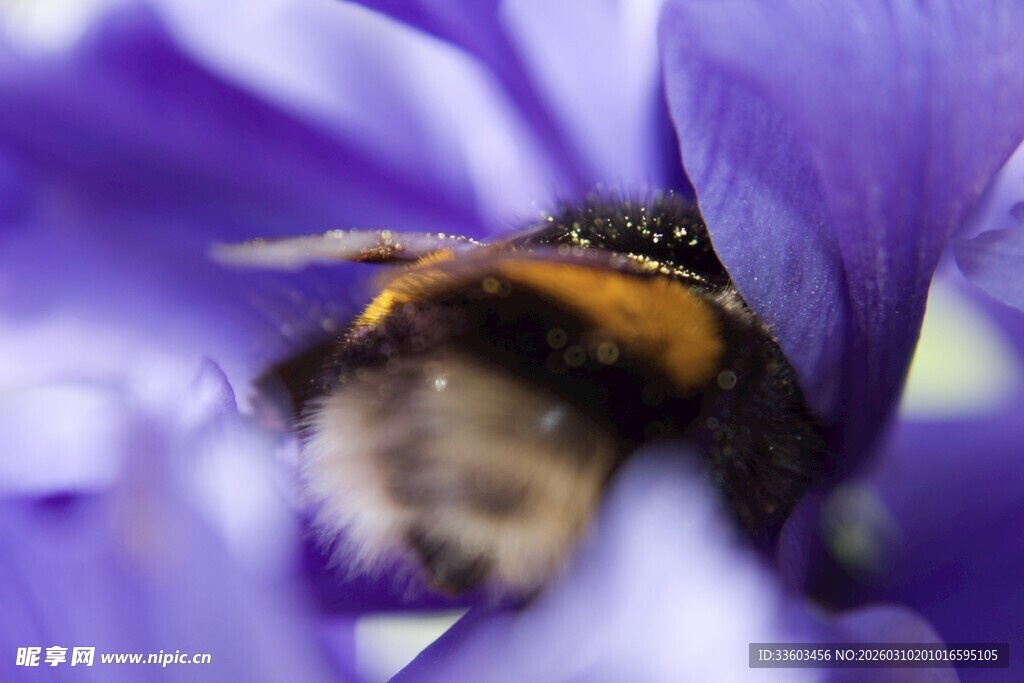 紫花上忙碌的蜜蜂
