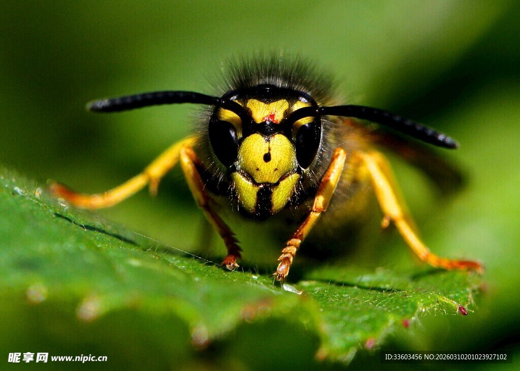 黄蜂特写