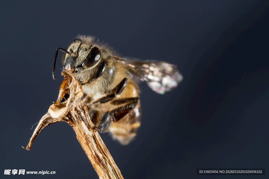 蜜蜂栖息于干枯植物上