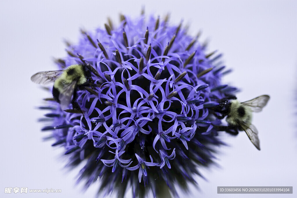 紫色刺球花上的两只蜜蜂