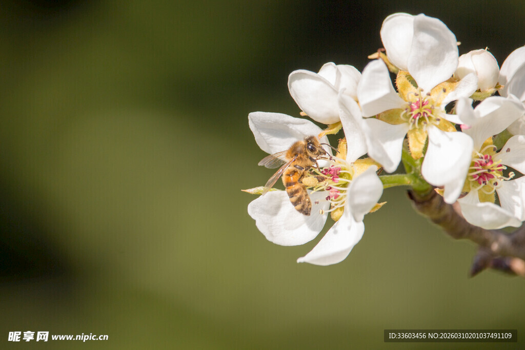 枝头绽放的洁白花朵