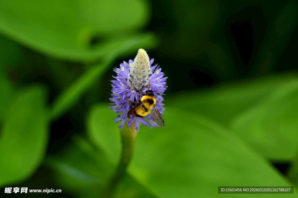 紫色花朵上的蜜蜂