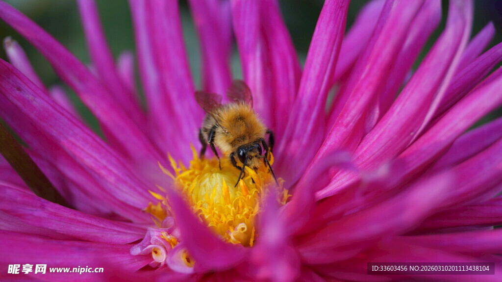 蜜蜂采蜜于娇艳紫花中