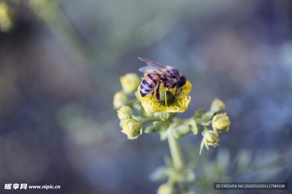 花朵上的小昆虫