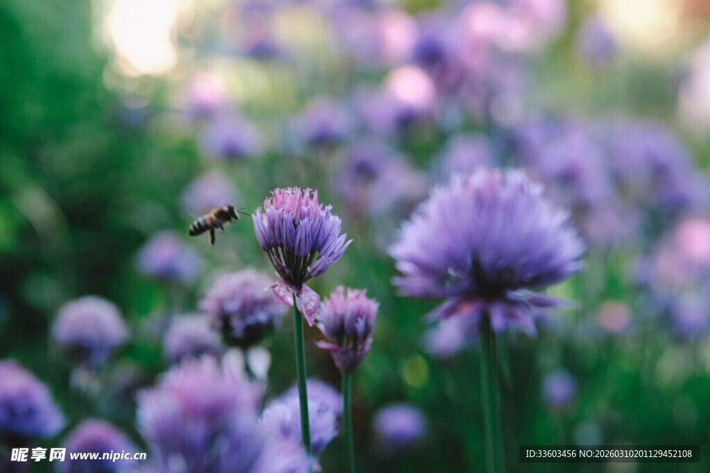 紫色花丛中的蜜蜂