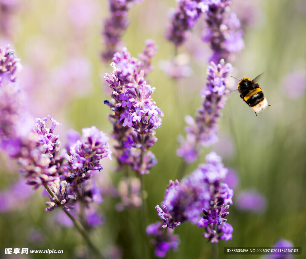薰衣草丛中飞舞的蜜蜂