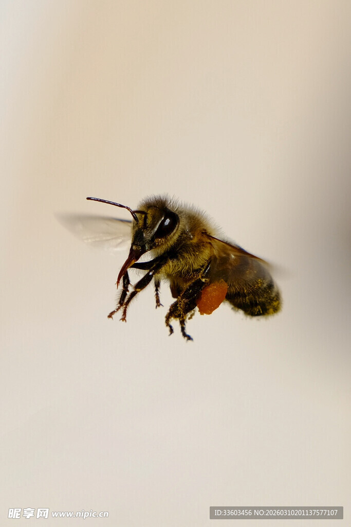 飞行中的蜜蜂特写