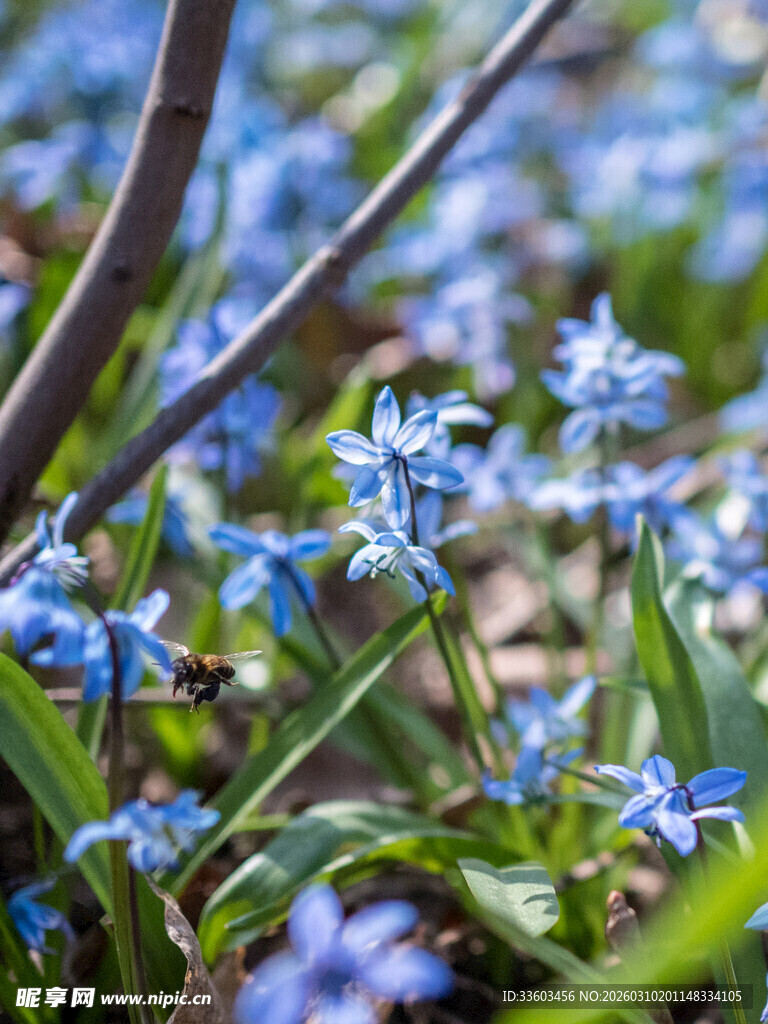 蓝铃花绽放于草丛间