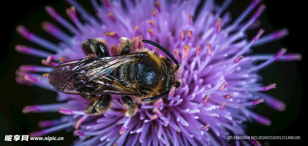 蜜蜂停留在紫色花朵上