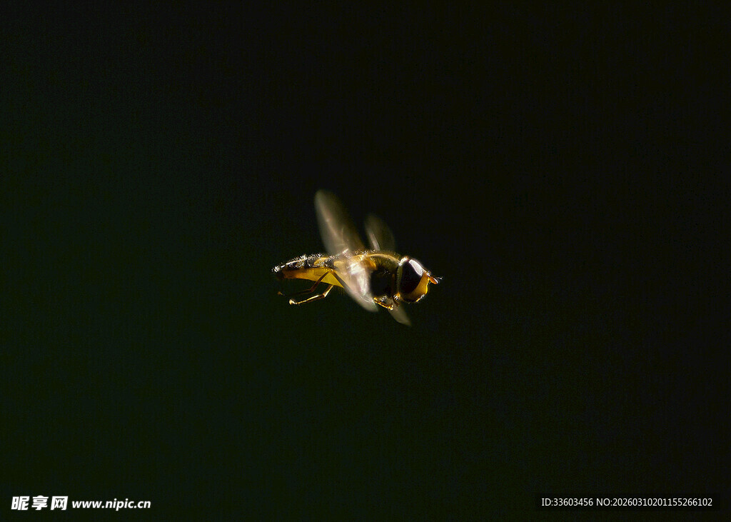 飞行中的蜜蜂