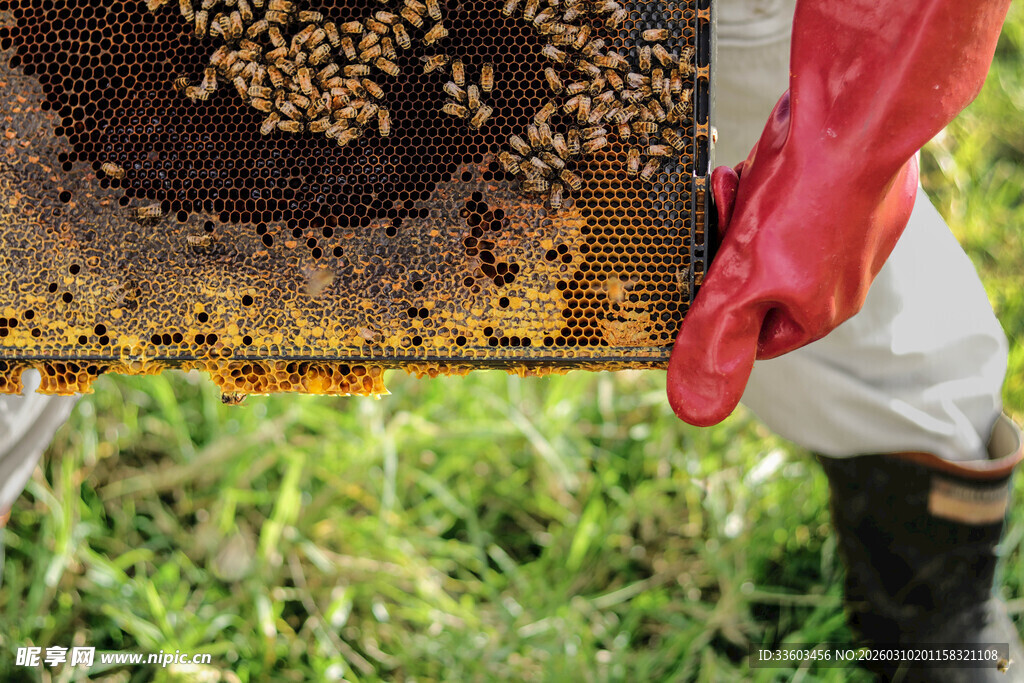 养蜂人手持蜂巢检查
