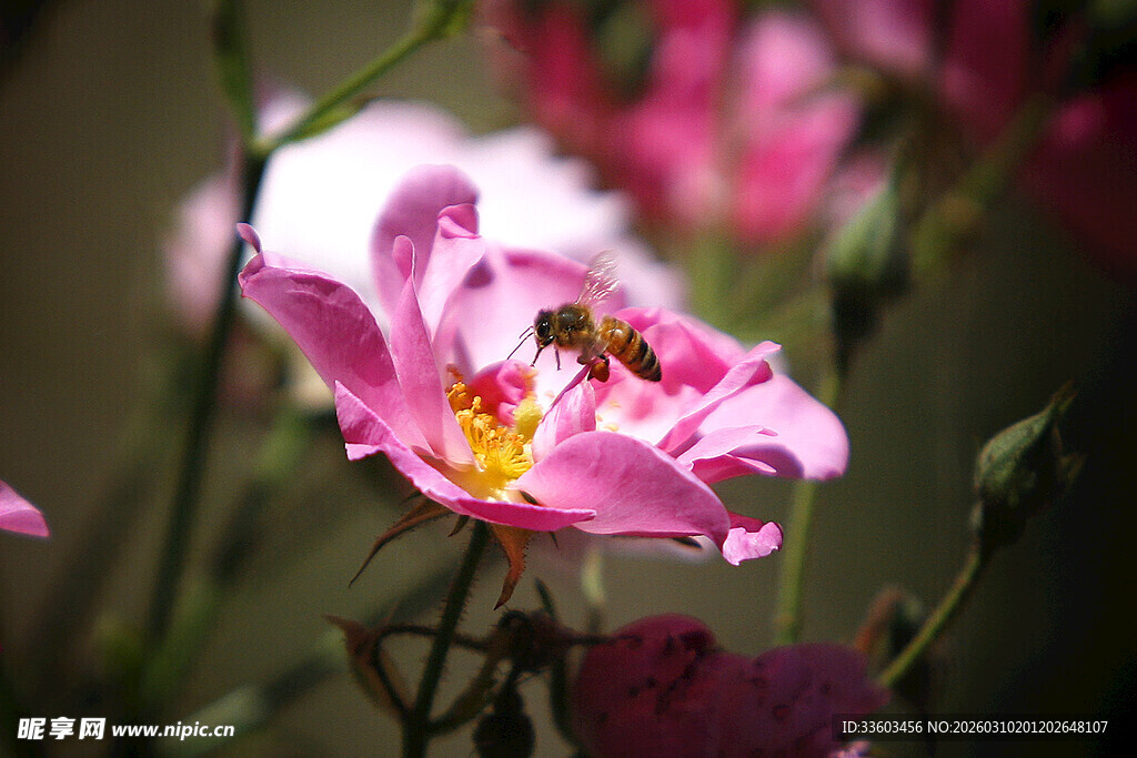 粉色花朵上的忙碌蜜蜂