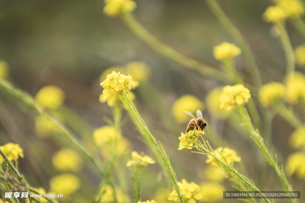 花丛中蜜蜂采蜜的瞬间