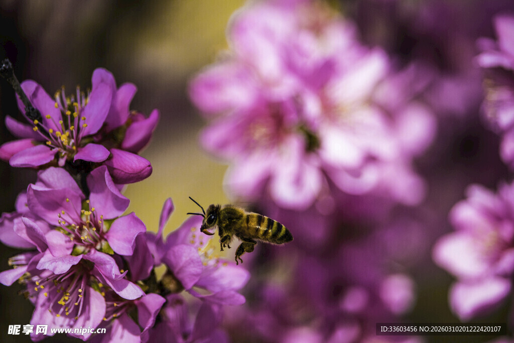 蜜蜂采蜜于烂漫紫花间