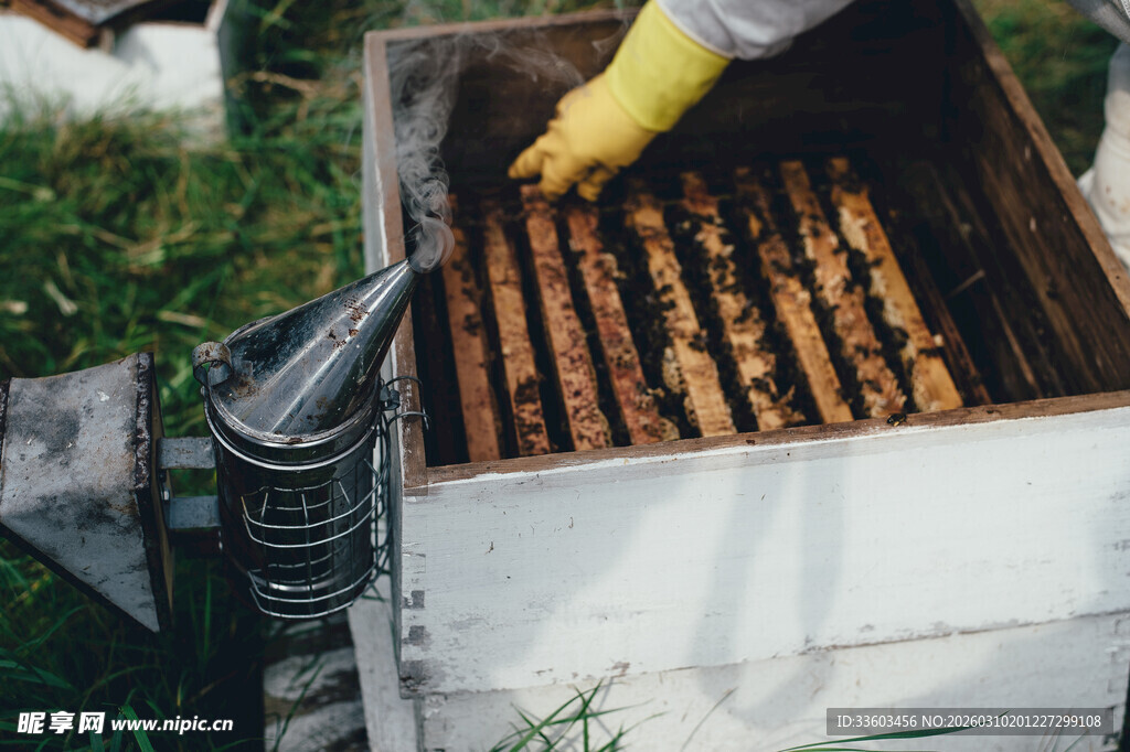 养蜂人检查蜂箱