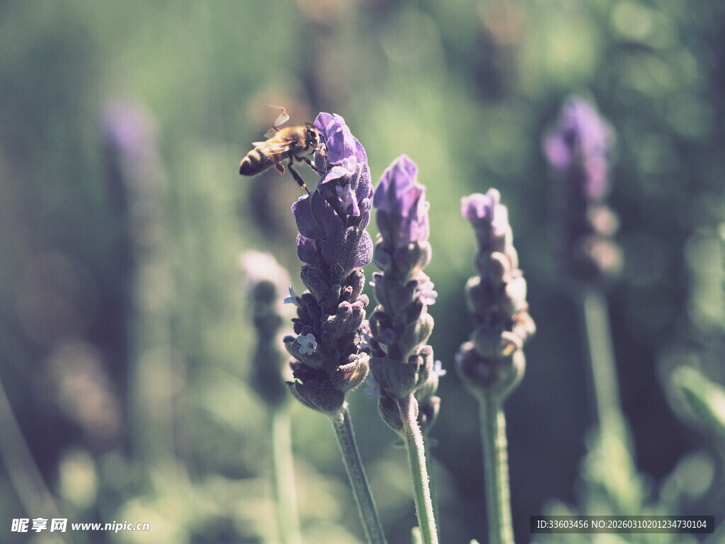 蜜蜂采蜜于紫色薰衣草间
