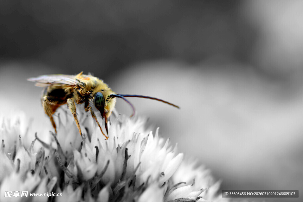 微距下的蜜蜂停驻花朵