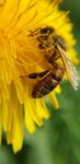 蜜蜂采蜜于黄色蒲公英
