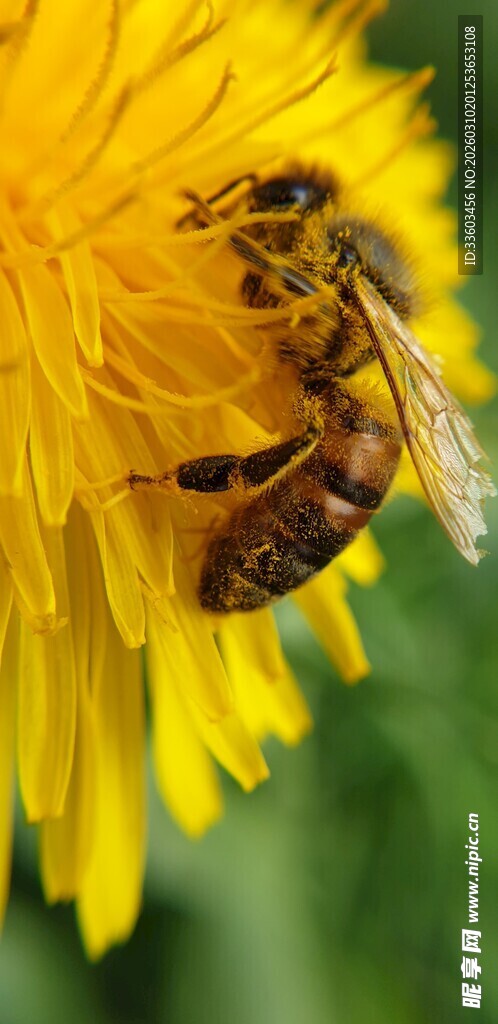蜜蜂采蜜于黄色蒲公英