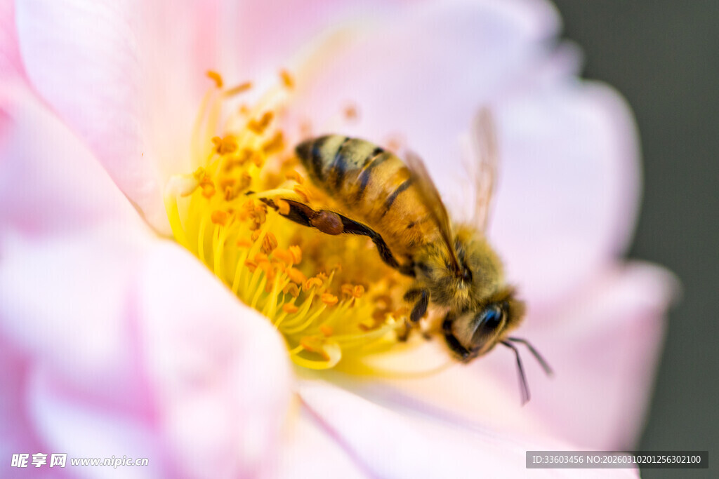 蜜蜂采蜜于娇艳花朵间