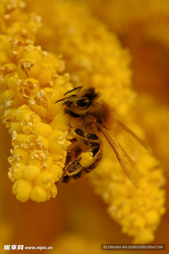 蜜蜂采蜜于黄色花朵间