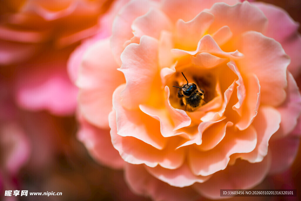 粉橙色玫瑰上的蜜蜂