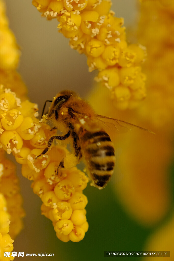 蜜蜂采蜜于黄色花蕊间