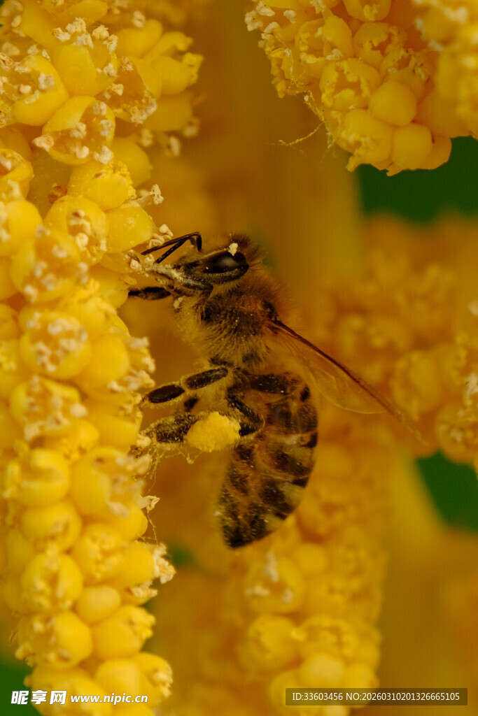 蜜蜂采蜜于黄色花蕊间