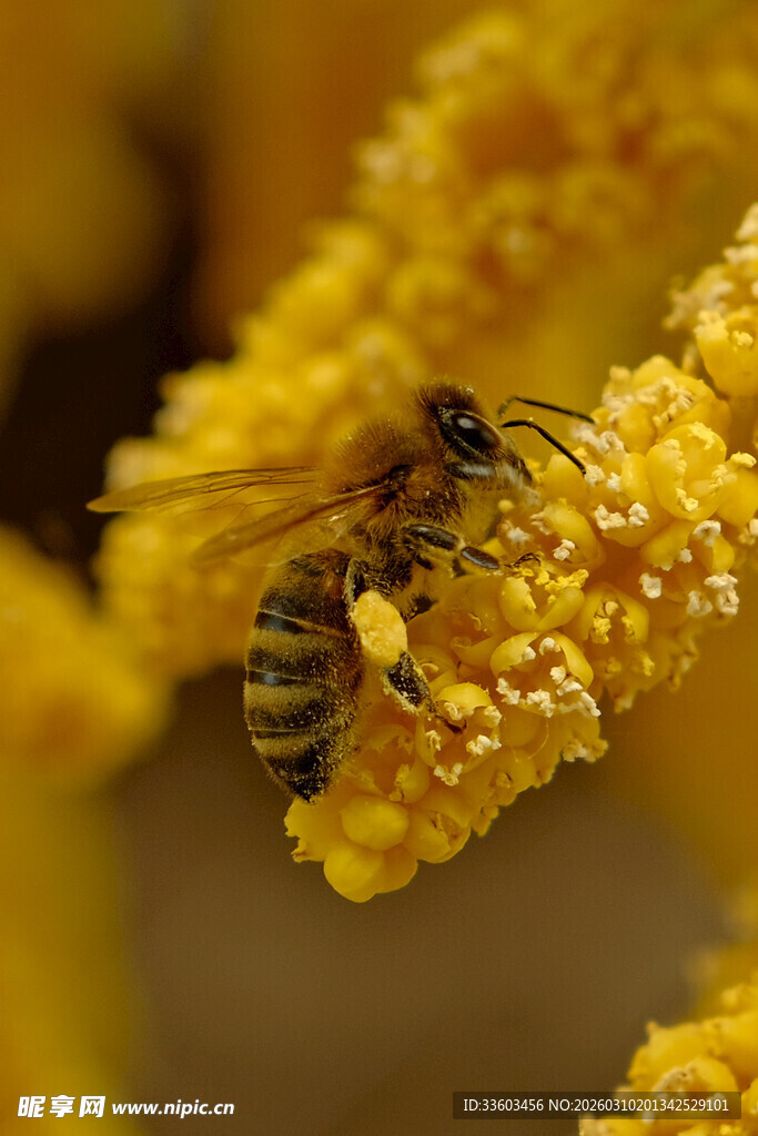 蜜蜂采蜜于黄色花朵间