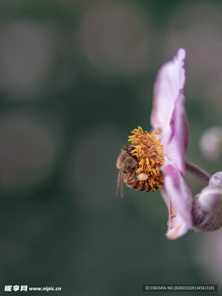 蜜蜂停驻粉色花朵