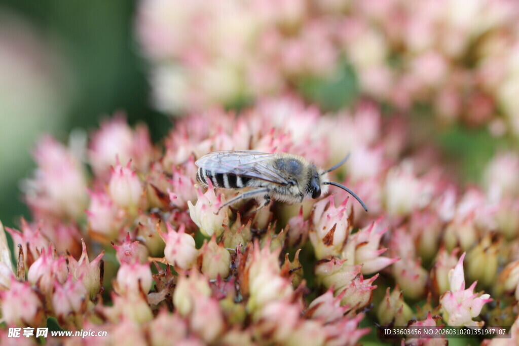 蜜蜂采蜜于粉色花卉间