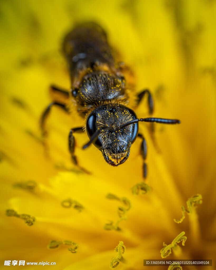 微距下黄花朵上的黑蜂