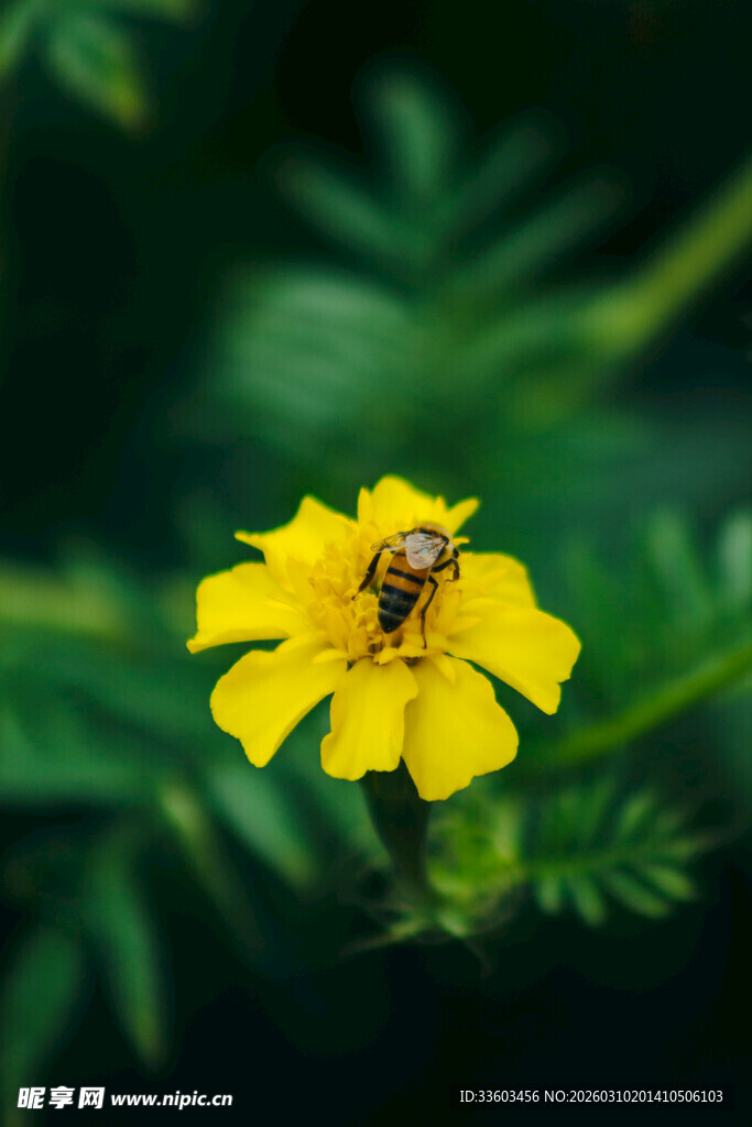 黄色小花上的蜜蜂