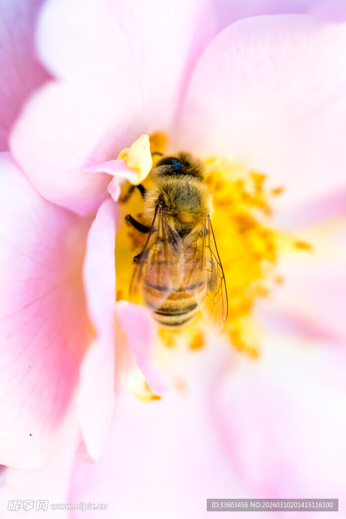 蜜蜂采蜜于粉色花朵中