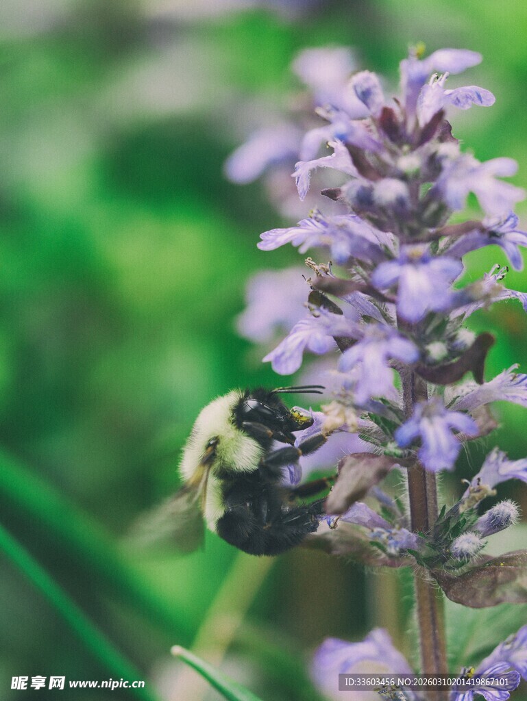 蜜蜂采蜜于紫色花朵间