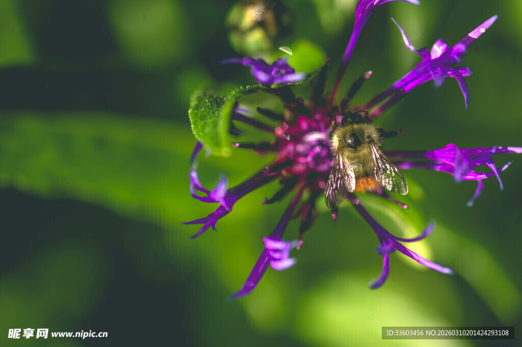 紫色花朵上的蜜蜂