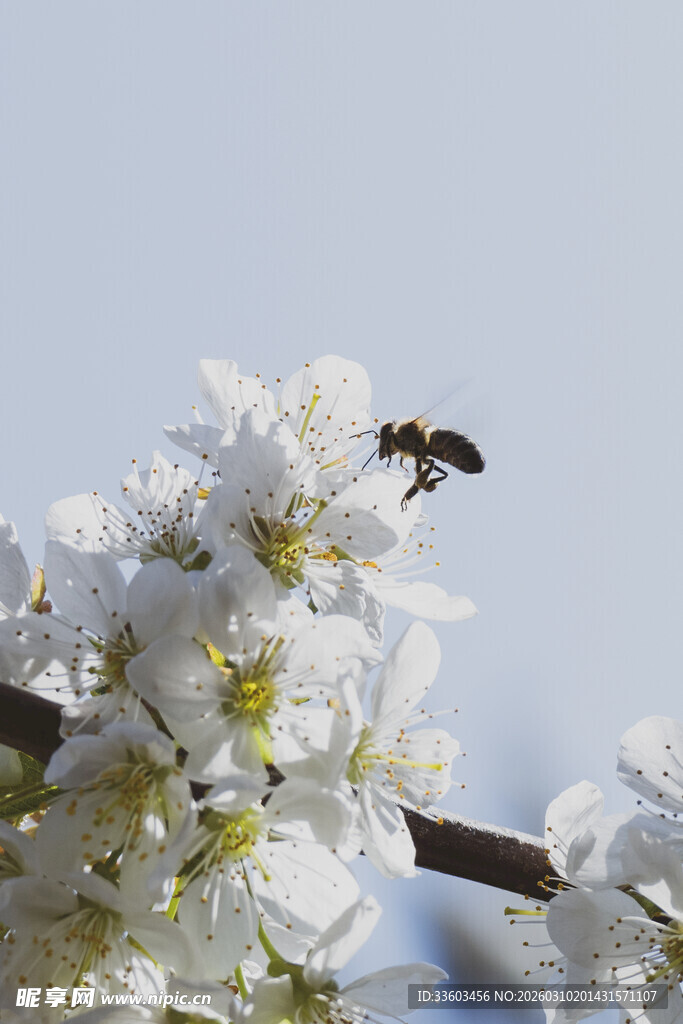蜜蜂采蜜于洁白花朵间