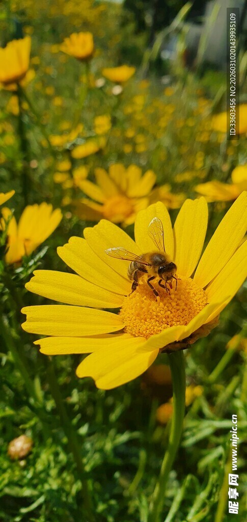 蜜蜂采蜜于灿烂小黄花间
