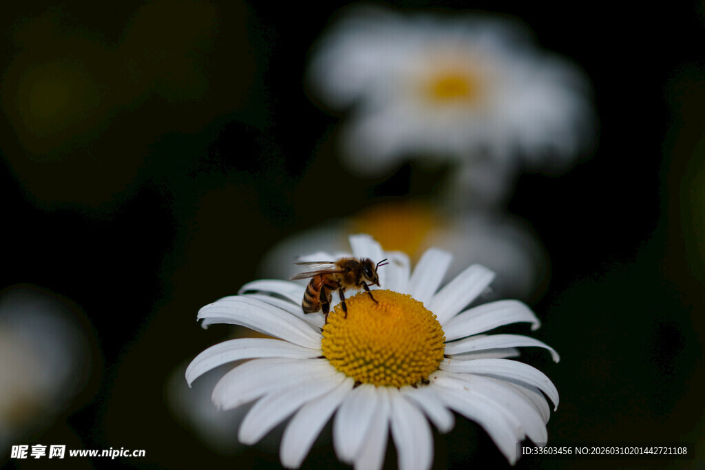 蜜蜂停留在雏菊花朵上