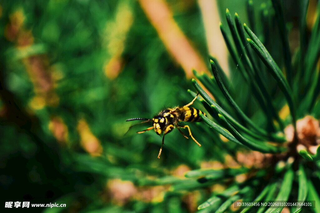 松枝上的黄黑相间小昆虫