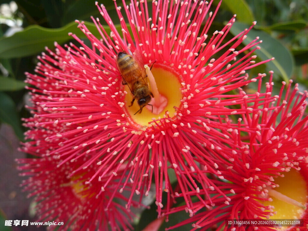 红绒花上的蜜蜂