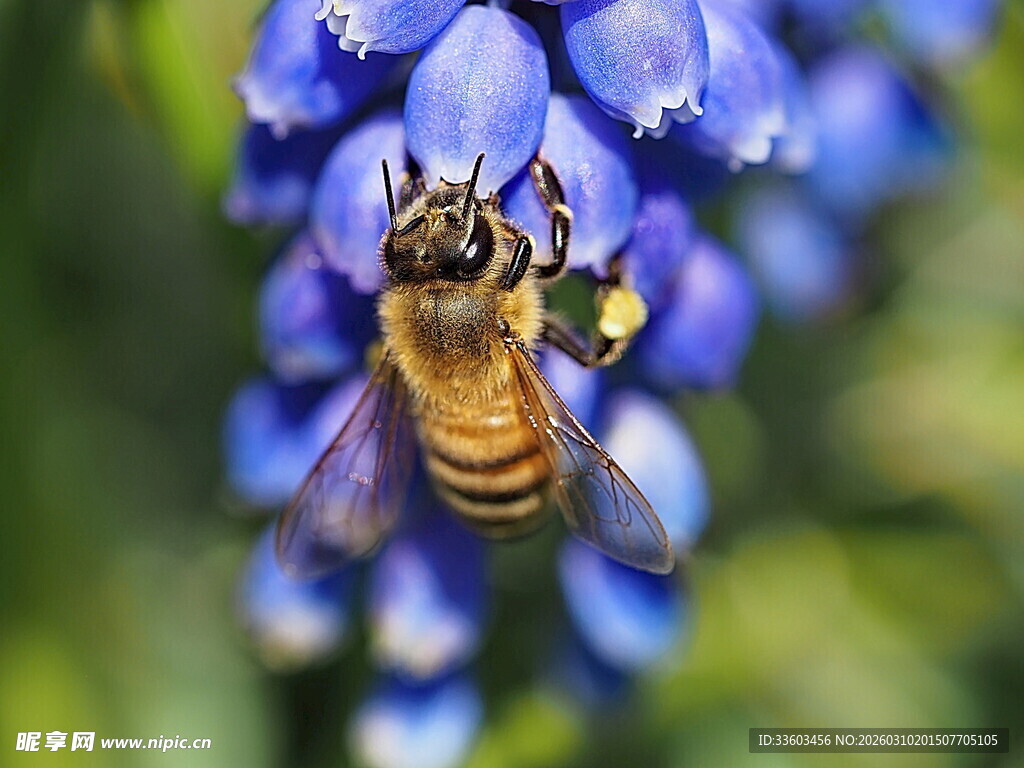 蜜蜂停驻蓝紫色花朵上