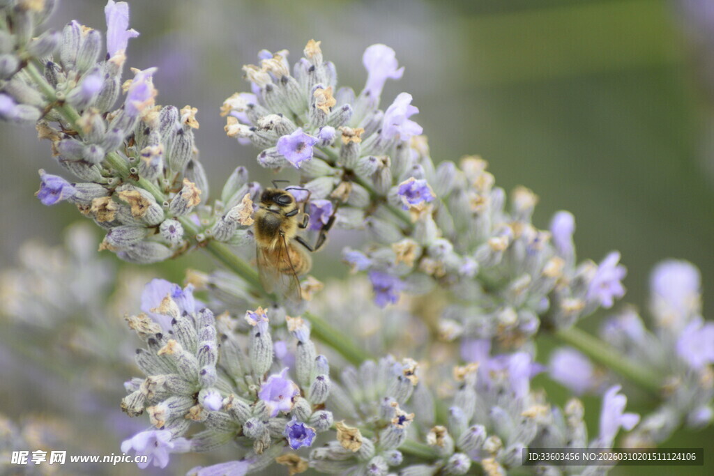 蜜蜂采蜜于紫色花卉间