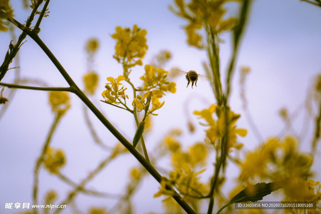 枝头绽放的明黄色小花