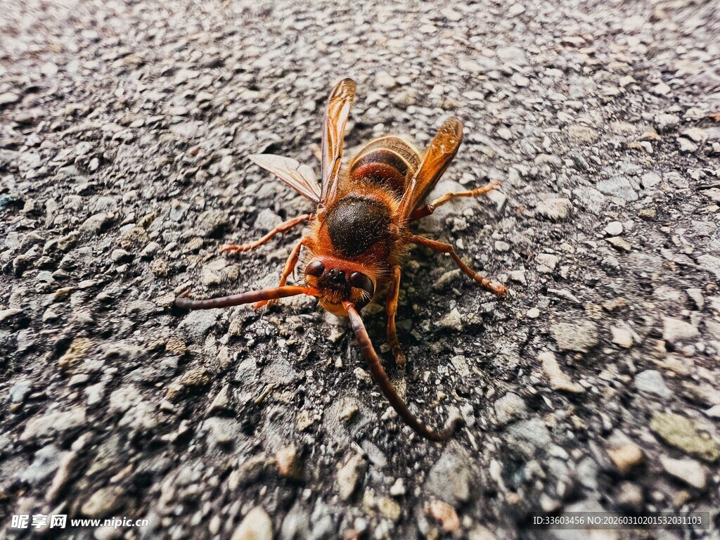 地面上的大黄蜂
