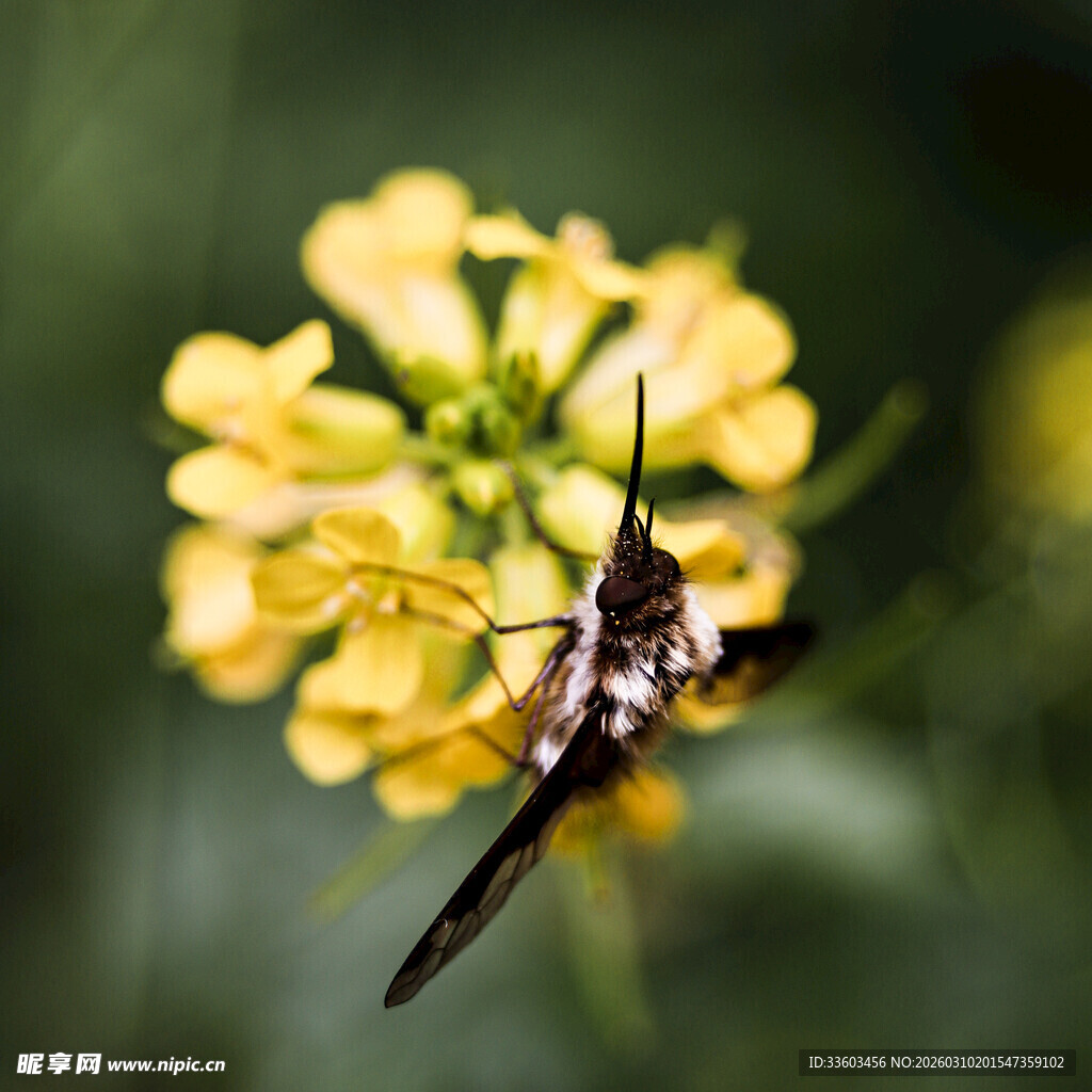 蜂鸟鹰蛾停驻黄色花朵